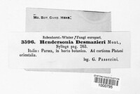 Macrodiplodiopsis desmazieri image